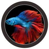 🐟 FREE Betta Fish No Live Wallpapers HD 1.0
