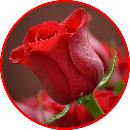 Flowers And Roses 🌷 Animated Images GIF 3.0