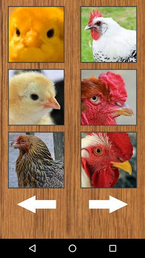 Funny Chicken Rooster Sounds screenshot 5