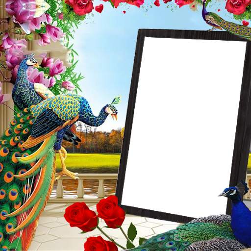 Peacock Insta DP 1 تصوير الشاشة