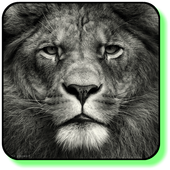 Lion Launcher Theme icon