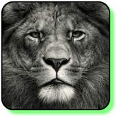 Lion Launcher Theme 1.0