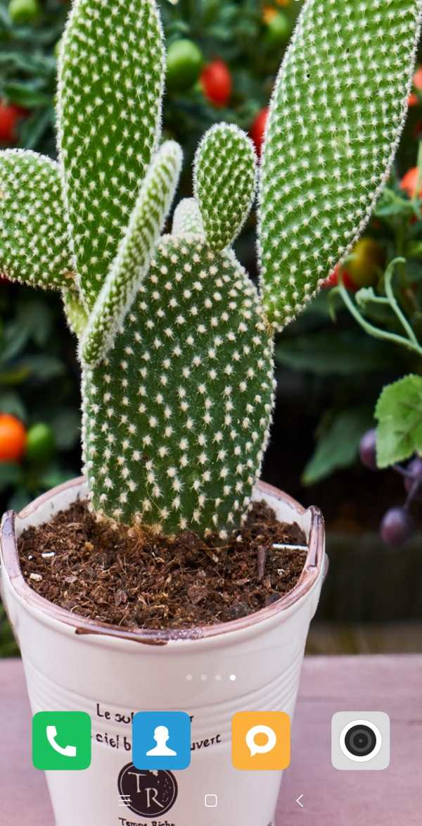 Cactus Wallpaper screenshot 8
