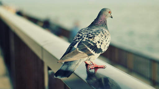 Lonely Pigeon. Birds Wallpapers स्क्रीनशॉट 2
