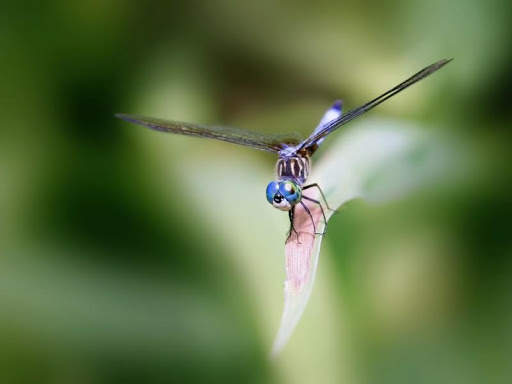 Dragonfly HD Wallpaper screenshot 1