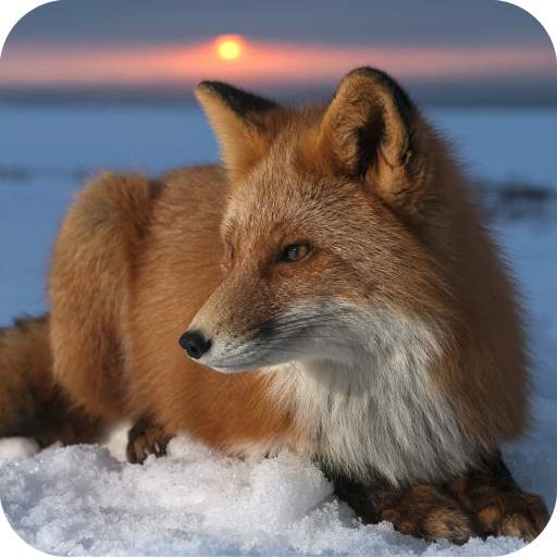 Fox Wallpaper Best 4K 1.08