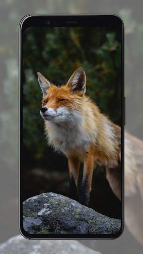 Fox Wallpapers screenshot 4