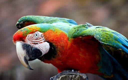 Parrot Wallpapers screenshot 1
