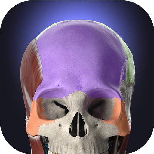 Anatomyka - 3D Anatomy Atlas 3.0.2