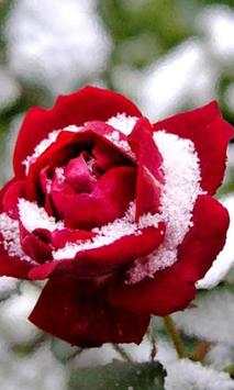Roses 3d Wallpapers screenshot 2
