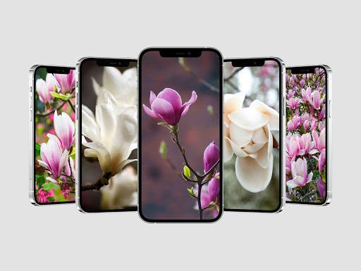 Magnolia Flower Wallpaper screenshot 1
