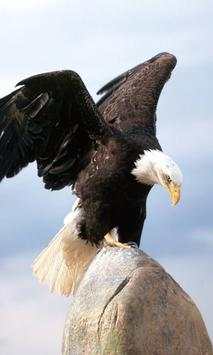 Bald Eagles Wallpapers screenshot 4