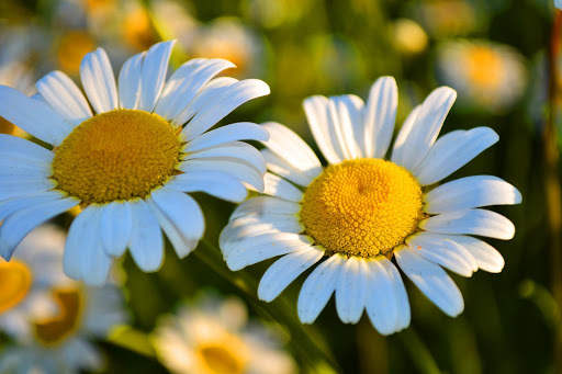 Daisy Wallpapers 1 تصوير الشاشة