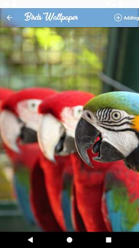 HQ Birds Wallpaper screenshot 3