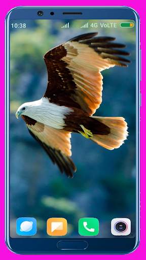 Eagle Wallpaper Best 4K screenshot 6