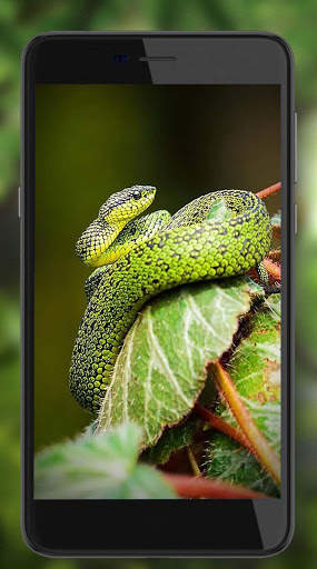 Snakes Best Live Wallpaper screenshot 4