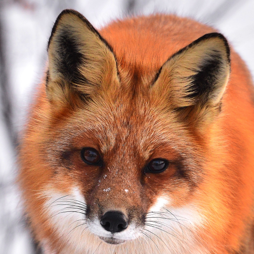 World of Animals Free icon