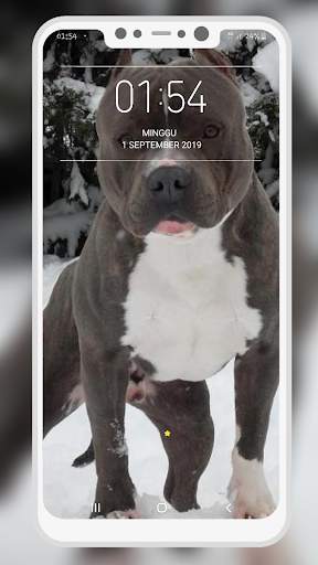 Pitbull Wallpaper screenshot 11