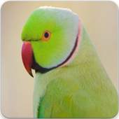Parrot Sounds : Indian Ringneck Parakeet Sound 2.1.0
