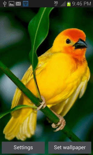 Cute Yellow Bird LWP स्क्रीनशॉट 1