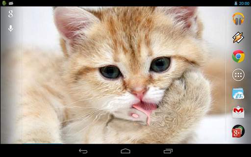 Magic Touch: Fluffy Cat Live Wallpaper screenshot 4