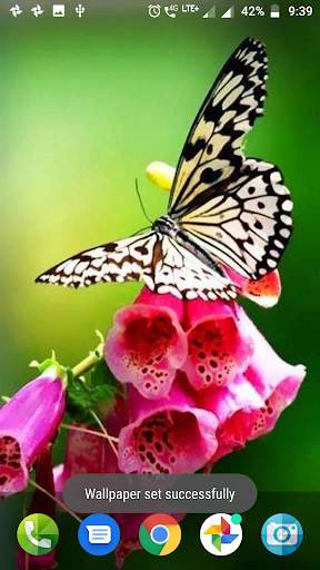 Butterfly Wallpaper HD screenshot 4