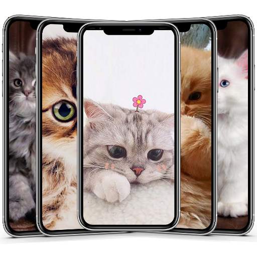 Cute Cat & Kitten Wallpaper HD OFFLINE 4.0
