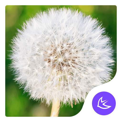 Dandelion|APUS Launcher theme 666.0.1001