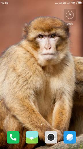 Monkey Wallpaper screenshot 15