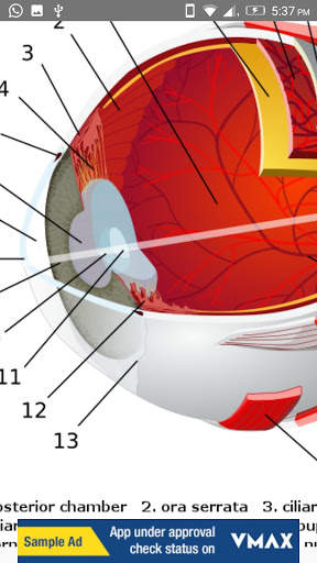 Human Anatomy: Body Parts Guide screenshot 3