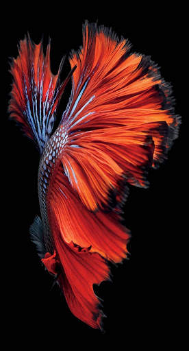 Fish Video Live Wallpaper screenshot 6