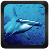 Shark Species: Types of Shark आइकन