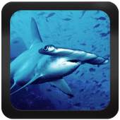 Shark Species: Types of Shark 2
