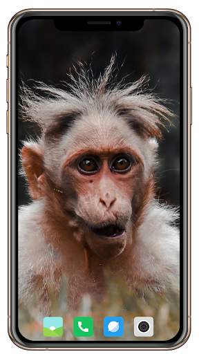 Monkey Wallpaper screenshot 6