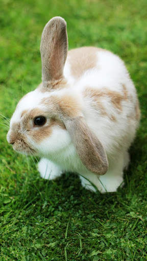 Cute Animal APUS Live Wallpaper screenshot 5