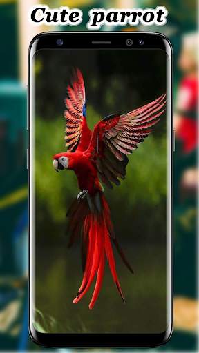 Cute Parrot Wallpaper screenshot 13