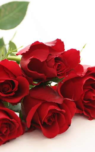 Rose Wallpaper HD screenshot 2