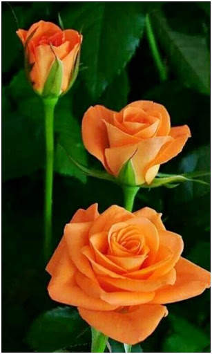 Beautiful All Flowers Photo Pics Free screenshot 1