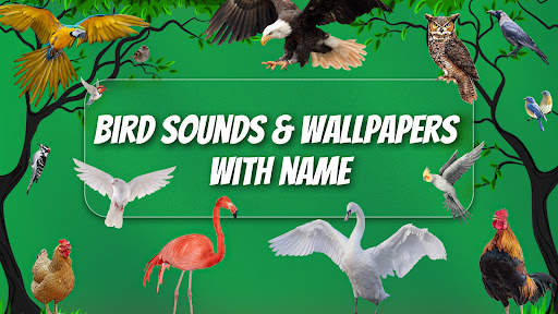 Bird Sound And Ringtones screenshot 1