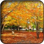 Foliage wallpapers 60