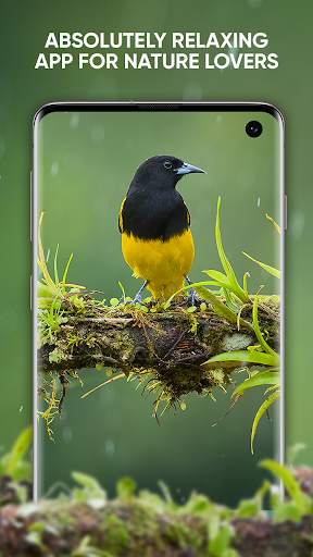 Bird Sounds: Free Bird Ringtones, Calls, Songs Mp3 screenshot 7