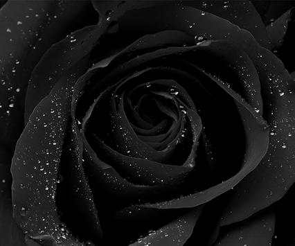 Black Roses Wallpapers screenshot 4
