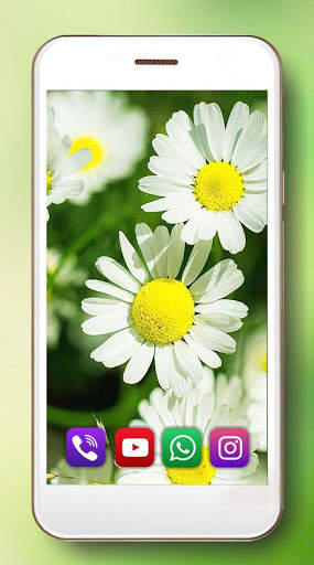 Camomiles Flowers Live Wallpaper 6 تصوير الشاشة