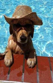 Funny Cats and Dogs - Puzzle. screenshot 4