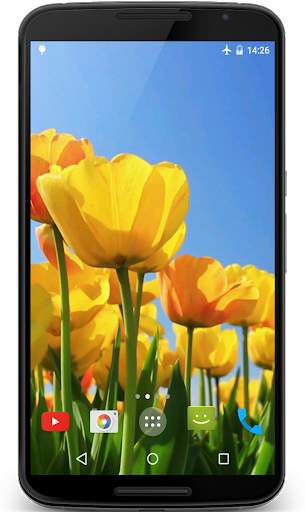 Tulips 4K Video Live Wallpaper screenshot 1