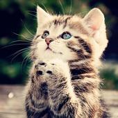 Save The Cat icon