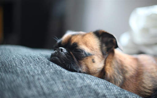 Q Puppy Live Wallpaper screenshot 6