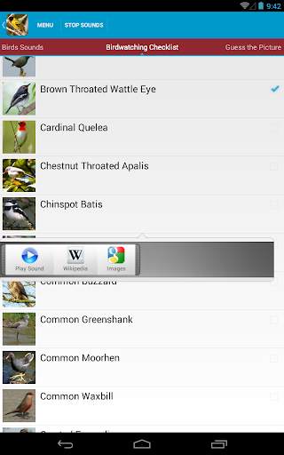 African Birds Sounds Free screenshot 11