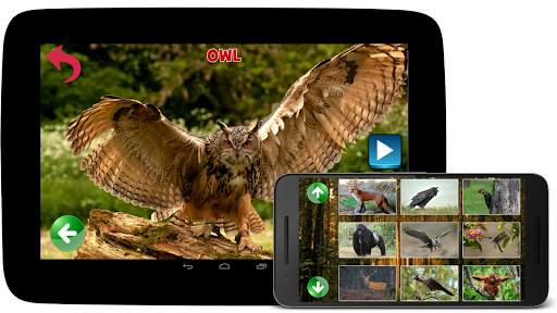 Animal Sounds screenshot 5