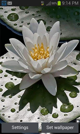 Beautiful Lotus Live Wallpaper screenshot 1